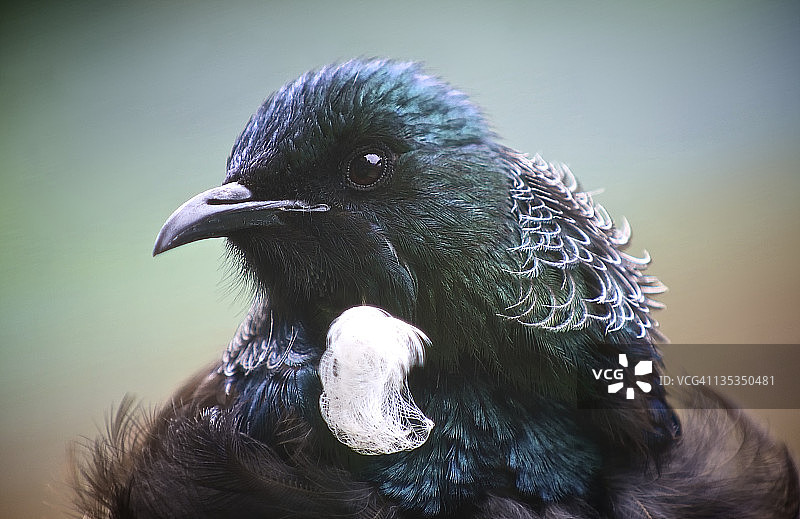 图伊人像图片素材