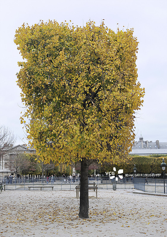 修剪成方形的树（巴黎）图片素材