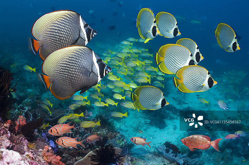 珊瑚礁风光图片素材