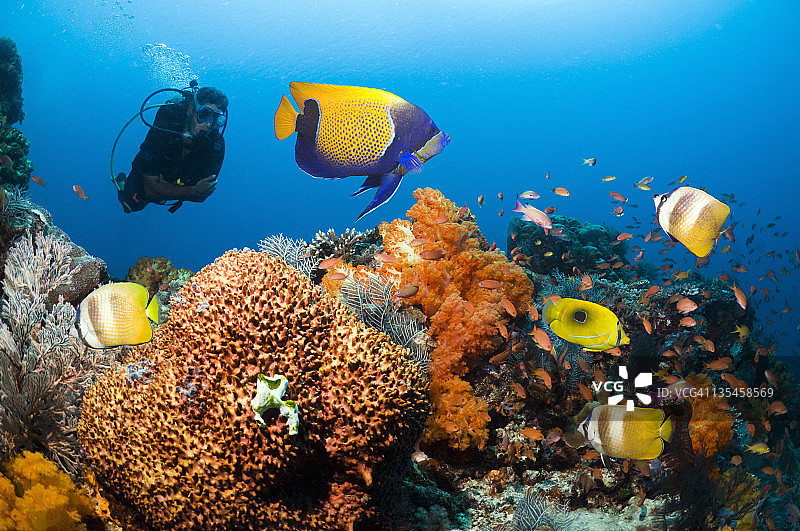 潜水员观赏珊瑚礁鱼类图片素材