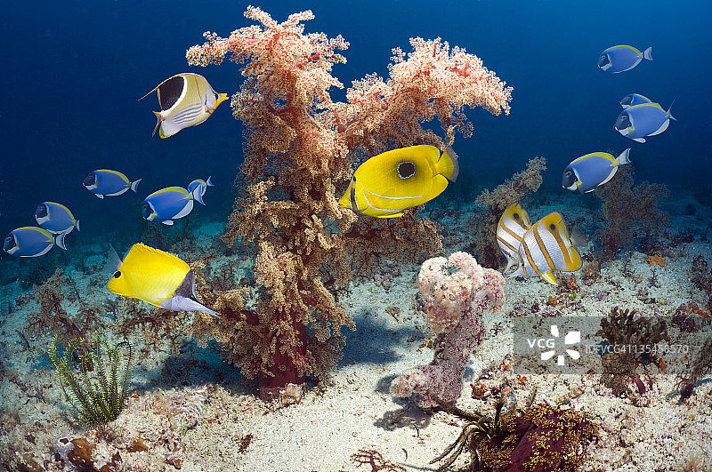 热带珊瑚礁鱼群与软珊瑚图片素材
