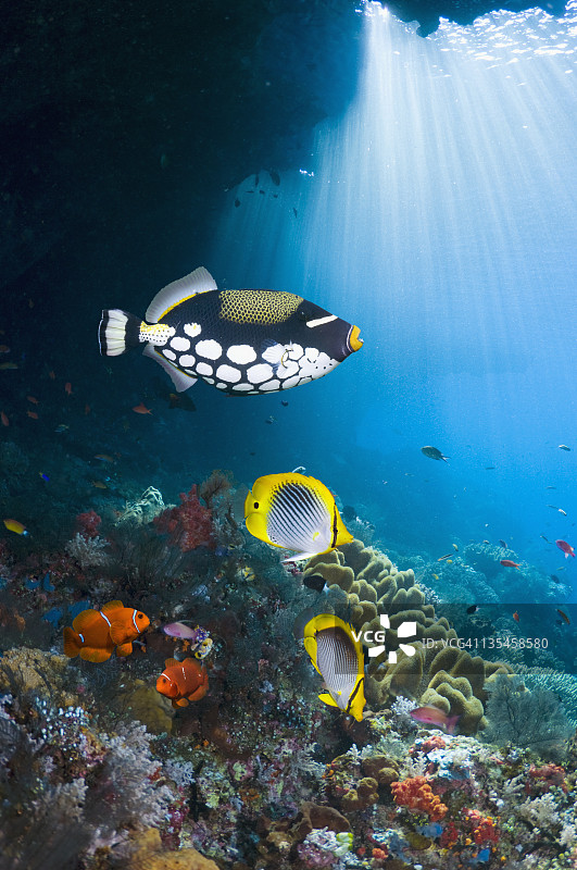 珊瑚礁风光图片素材