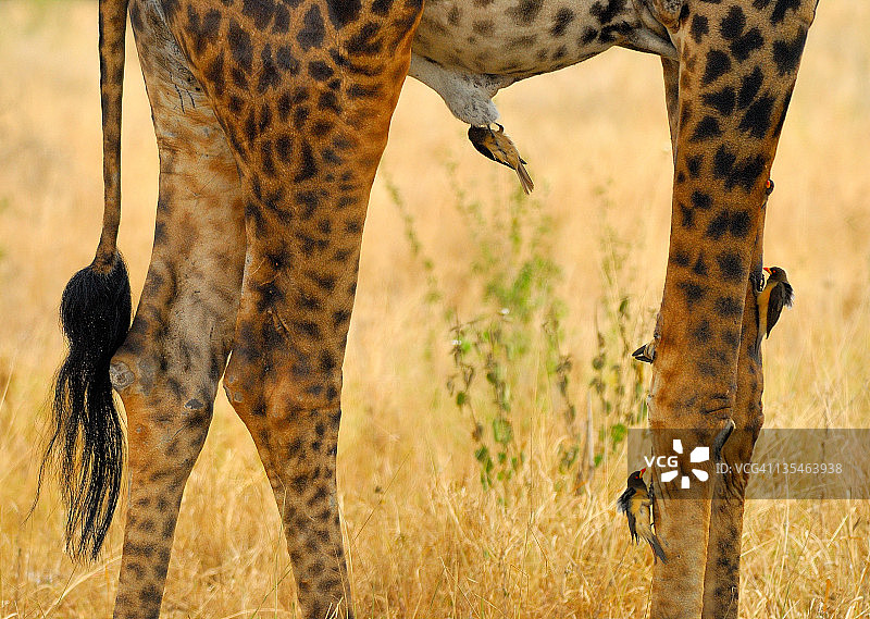 啄牛鸟与雄性长颈鹿图片素材