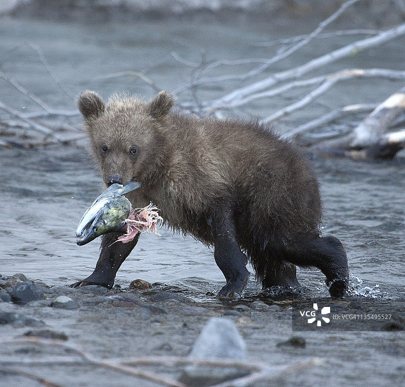 鱼头幼崽图片素材