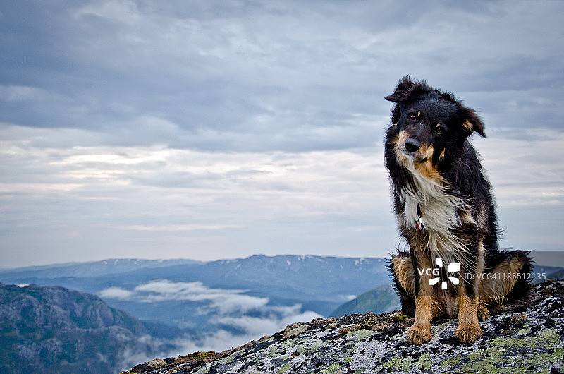 在山顶上的狗图片素材