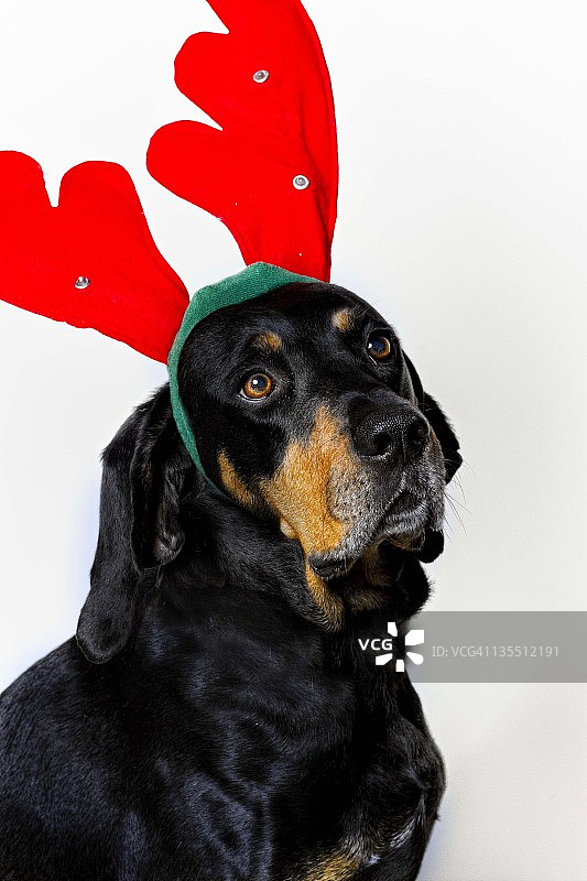 科恩猎犬肖像图片素材