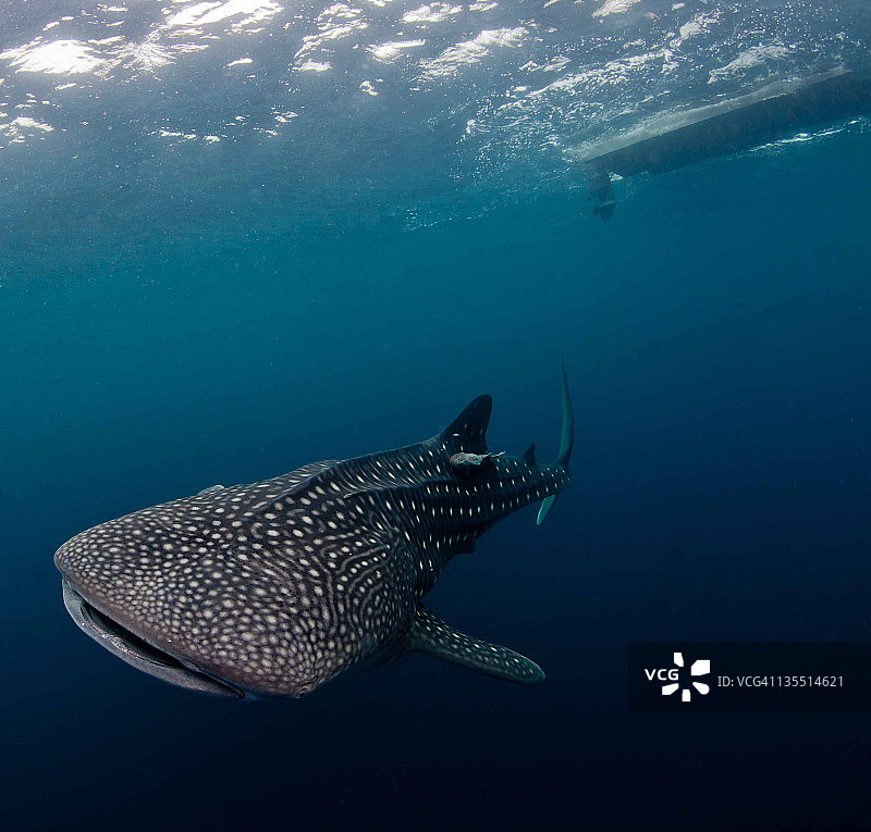 鲸鲨和小船图片素材