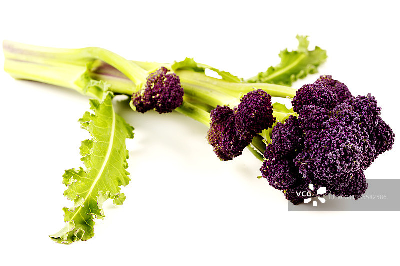 紫色芽西兰花图片素材