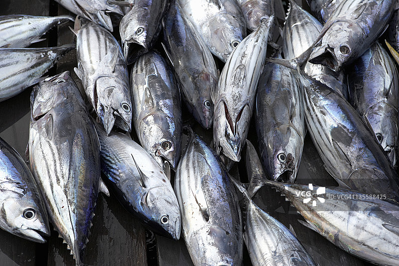 博尼托图片素材