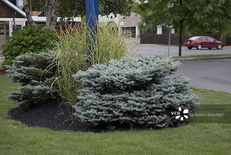 位于马萨诸塞州格林菲尔德汉堡王外精心打理的植物图片素材