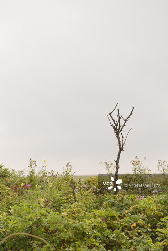 科德角国家海岸的堡垒山区域风光，美国马萨诸塞州伊斯塔姆图片素材