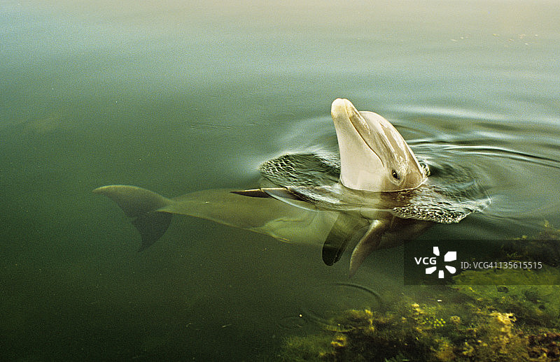 宽吻海豚宣传日历图片素材