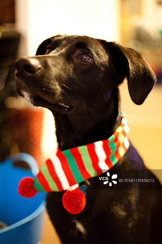 戴围巾的小狗图片素材