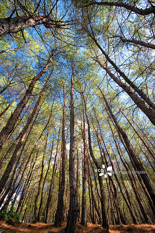 树木俯视图图片素材