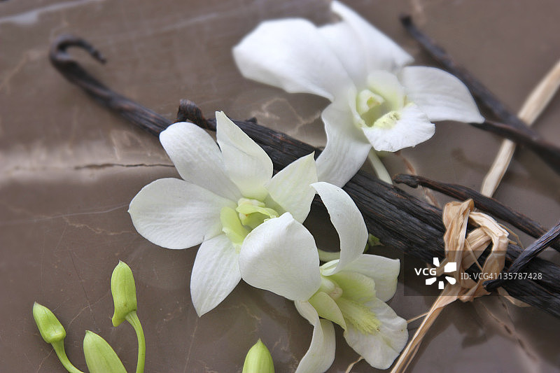 香草兰花图片素材
