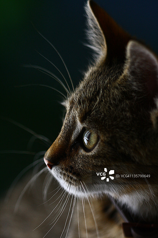 猫的画像图片素材