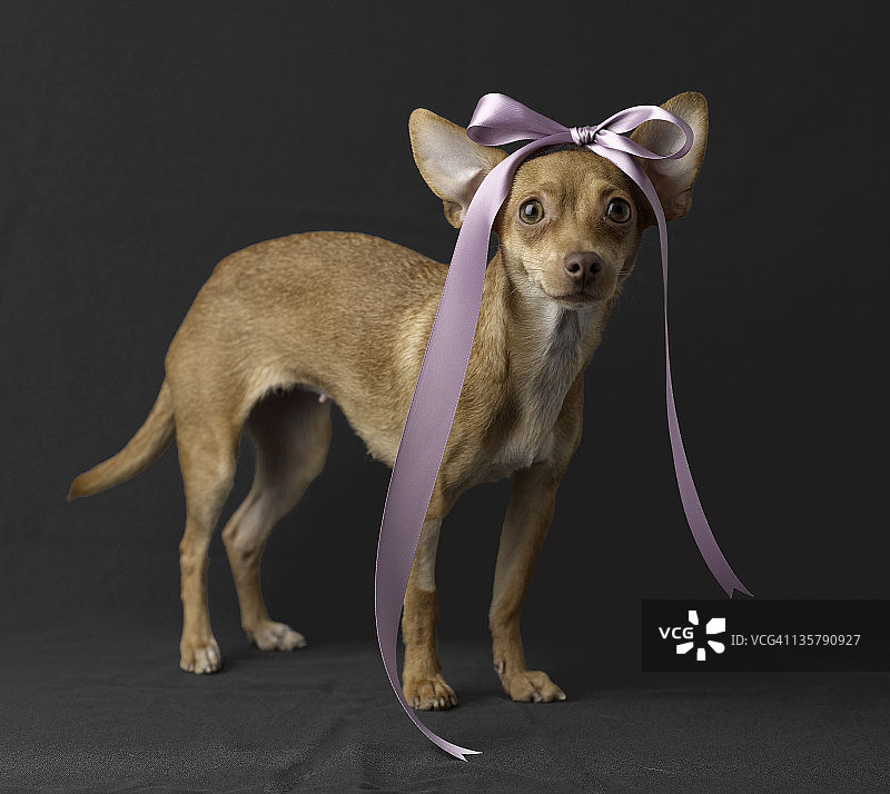 带有薰衣草色蝴蝶结的吉娃娃犬图片素材