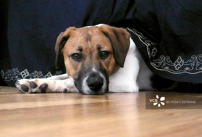小狗在床底下休息图片素材