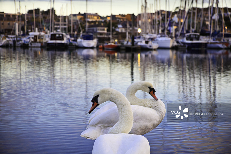 码头上的两只白天鹅图片素材