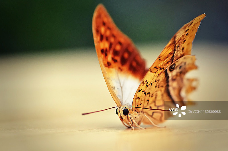 蝴蝶特写图片素材