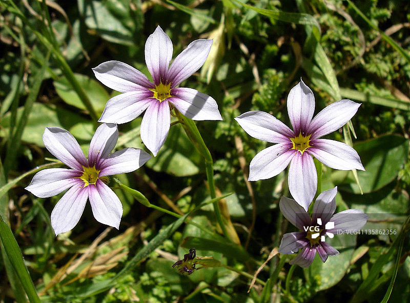 金眼草图片素材