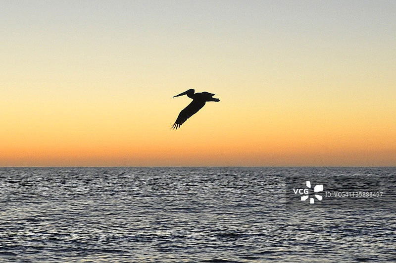 褐鹈鹕图片素材