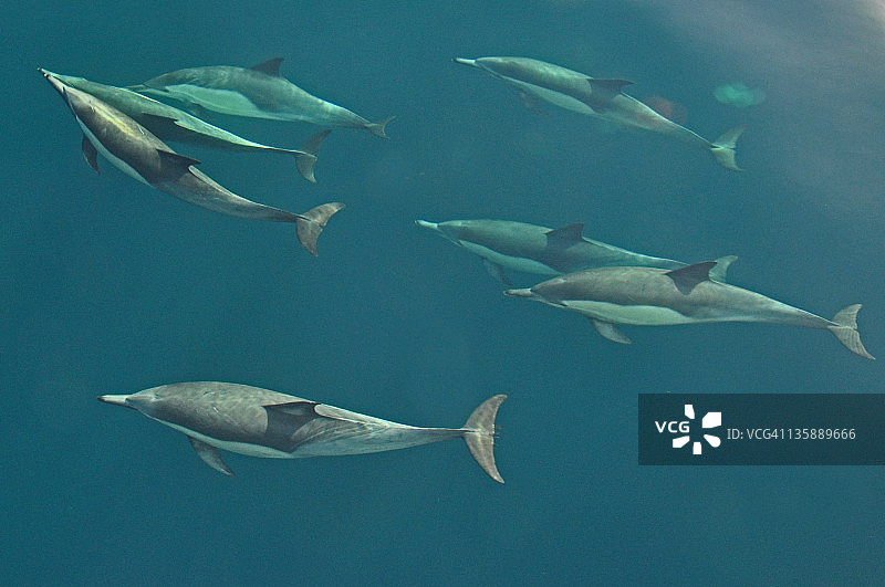 水下普通海豚图片素材