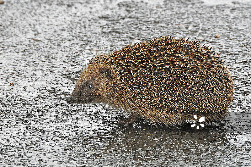 刺猬等待过马路图片素材