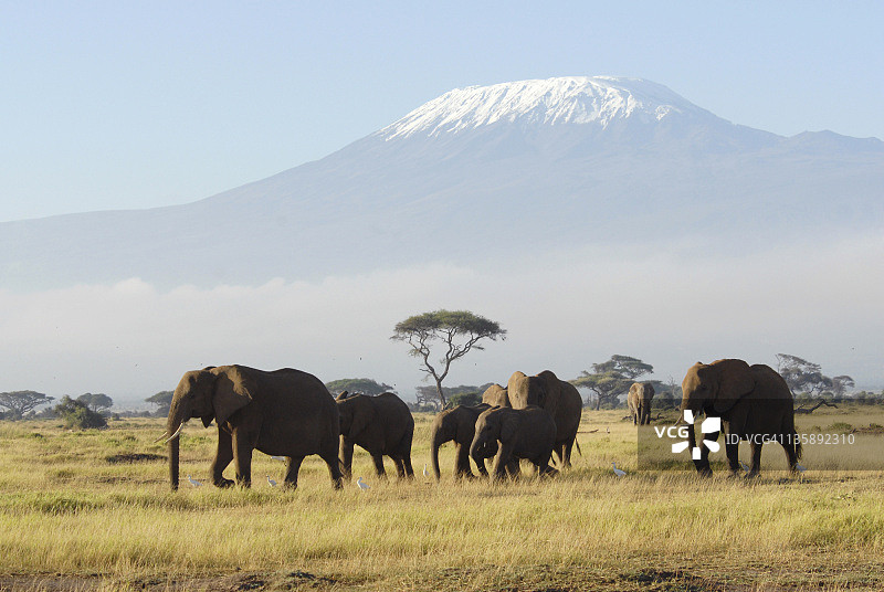 非洲象图片素材