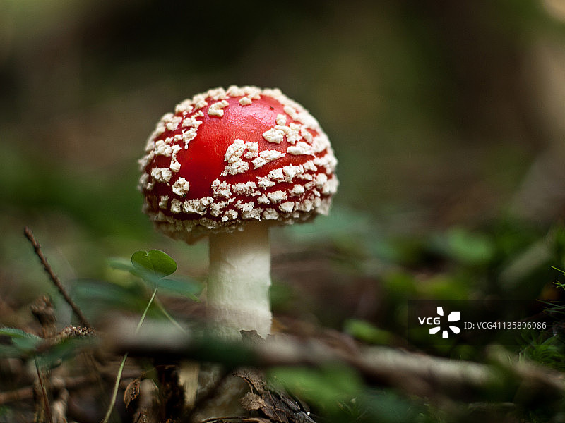 红色毒蝇伞图片素材