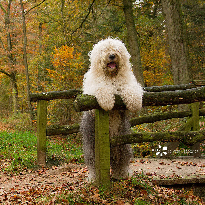 牧羊犬图片素材