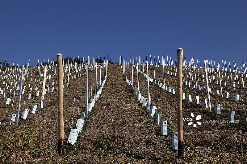 葡萄园中的幼苗图片素材