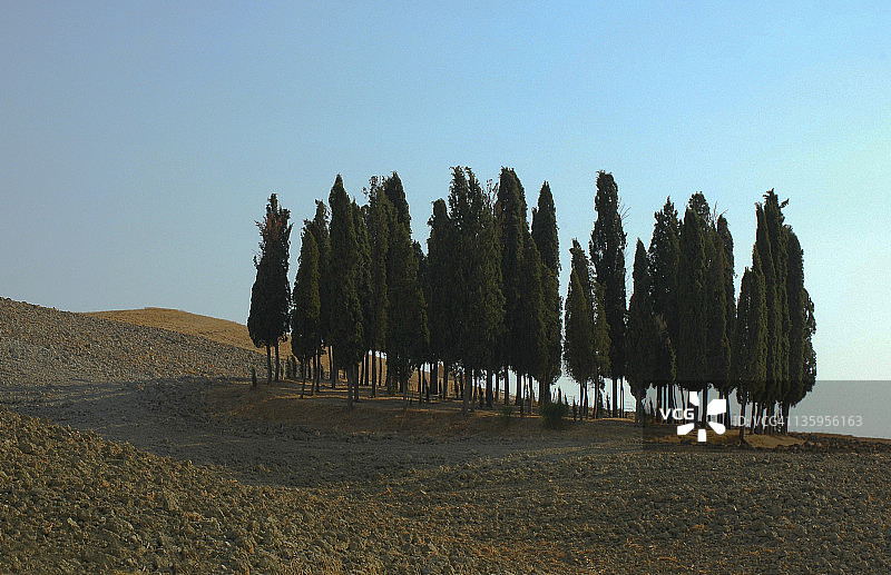 柏树林图片素材