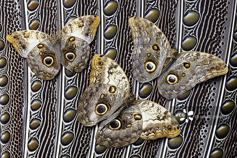 眼斑翅膀羽毛和猫头鹰蝴蝶设计图片素材