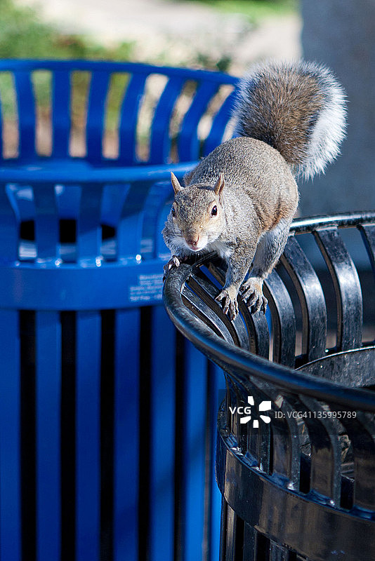 华盛顿公园的松鼠图片素材