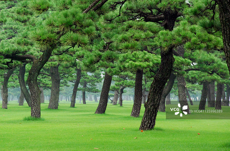 日本皇宫外的树木图片素材