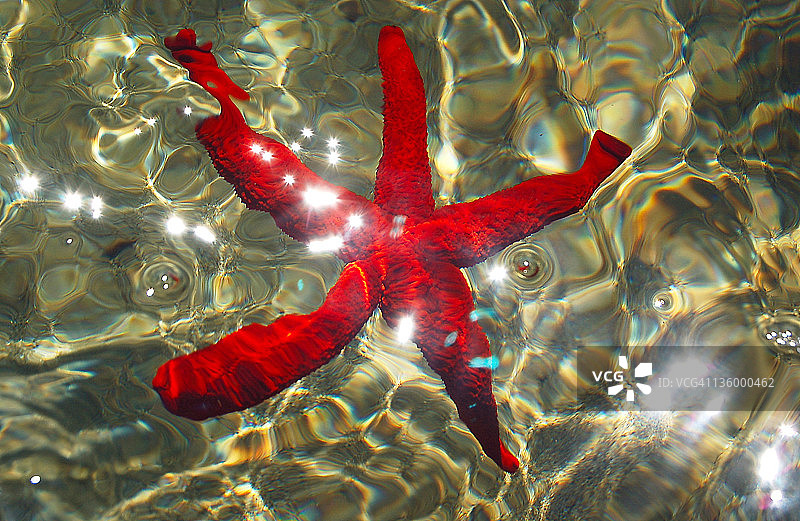 地中海红色海星图片素材