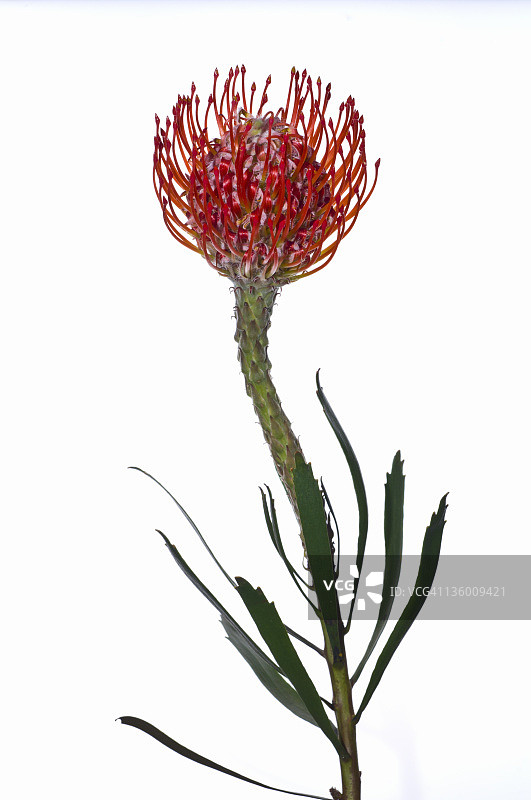 白色背景上的针垫花图片素材