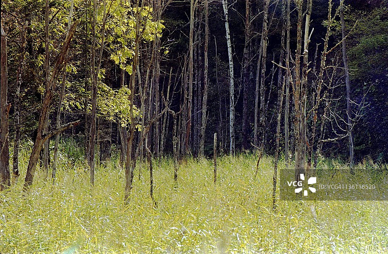 日本森林中的树木图片素材