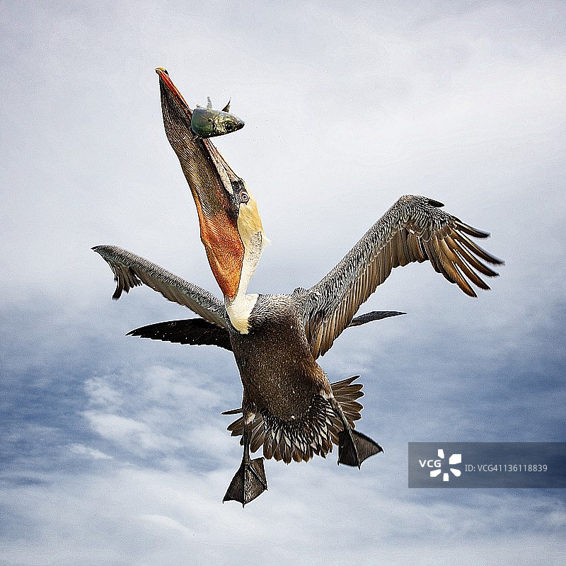 饥饿的鹈鹕图片素材