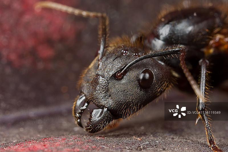 弓背蚁蚁后图片素材