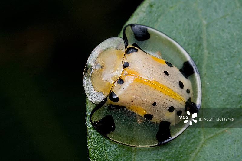 树叶上的龟金花虫图片素材