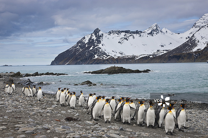 在黄金海滩上行走的王企鹅群图片素材
