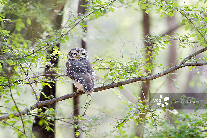 树枝上的斑点小鸮图片素材