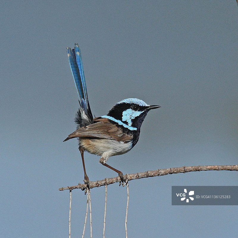 雄性丽色细尾鹩莺图片素材