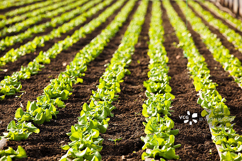 绿色生菜田图片素材
