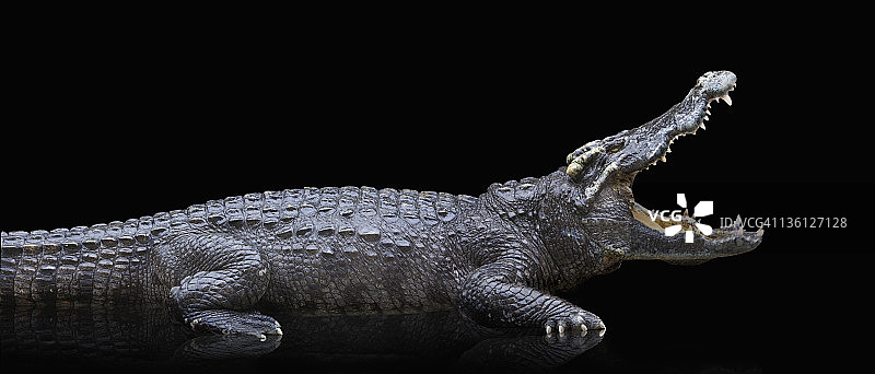 黑色背景上的鳄鱼侧面照图片素材