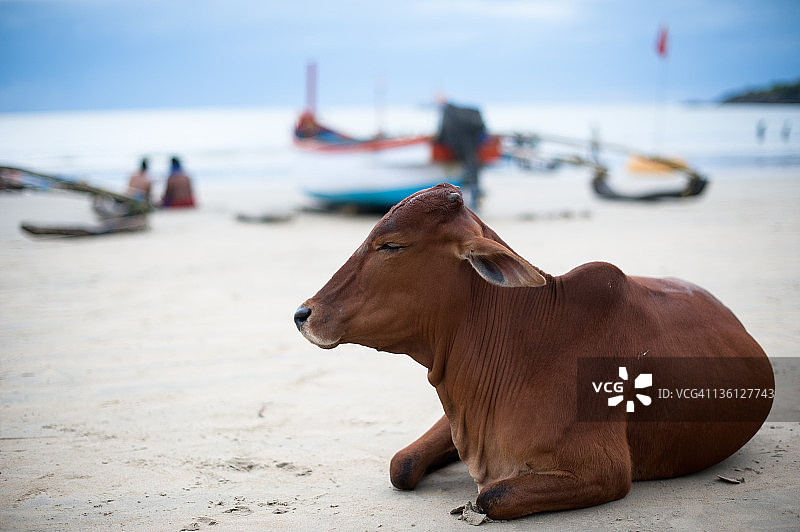 果阿的奶牛享受日光浴图片素材