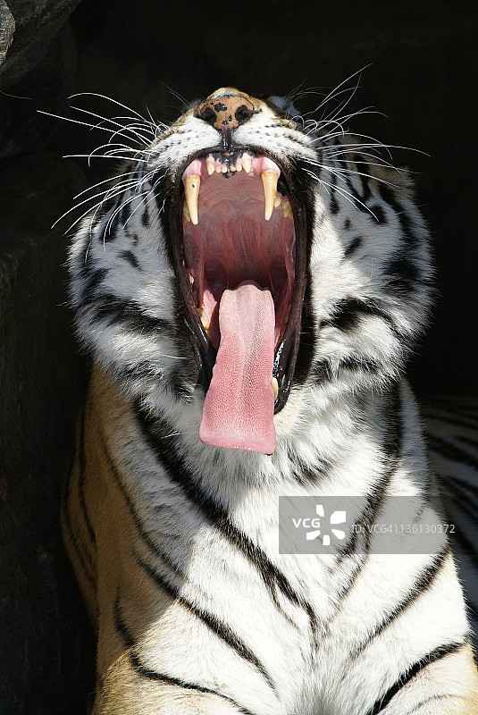 打呵欠的雌性东北虎图片素材