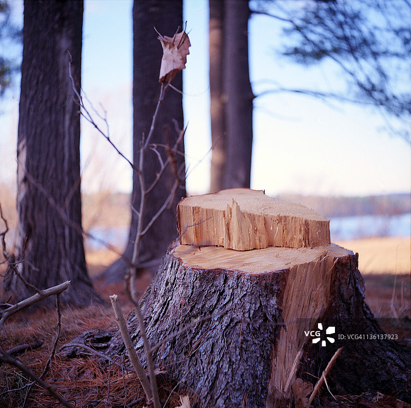 树桩图片素材